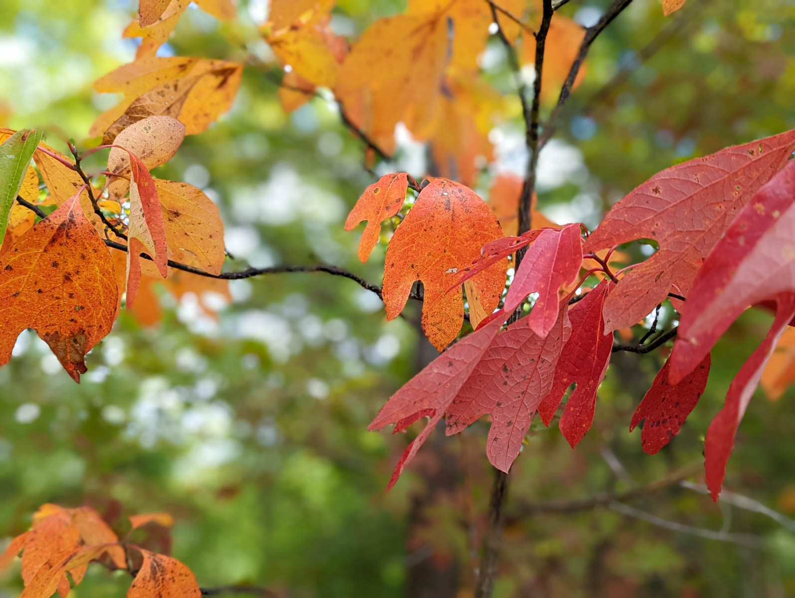 When and Where to See the Best Fall Colors in The Blue Ridge Mountains ...