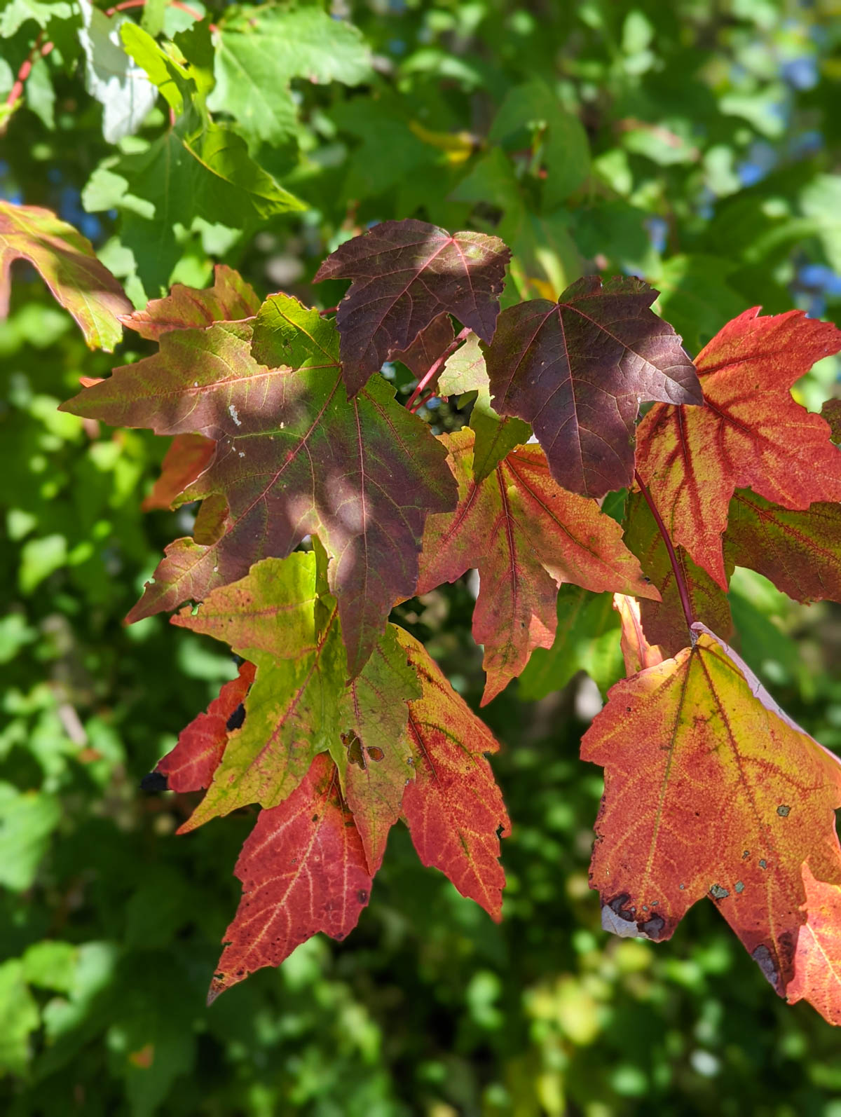 when-and-where-to-see-the-best-fall-colors-in-the-blue-ridge-mountains